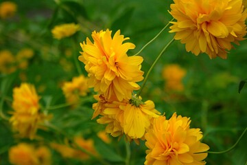 yellow flower in the garden
