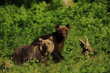 Twoo Brown bears