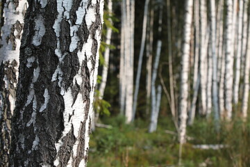 Trees in a birch forest in a woods with a white trunk close up
