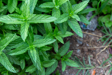 Close-up photo of mint plants in the home garden.