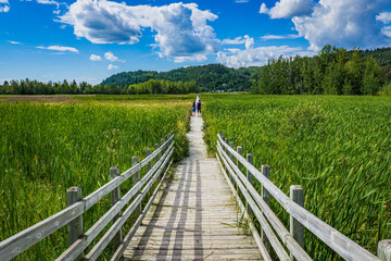 Fototapeta premium The boardwalk of the Saint Fulgence flats on a summer day, a marsh located on the Saguenay Fjord in Quebec (Canada)