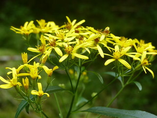 Nature dans les Vosges