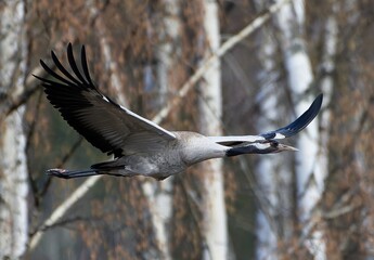 Common Crane (Eurasian crane) taking off in the forest behind the reeds in the beginning of May in Western Finland.