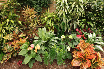 Dracaena fragrans and Dracaena marginata in a garden