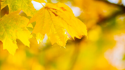 Obraz premium Background autumn leaves. Falling Autumn Maple Leaves Natural Background. Autumn yellow leaves as nature background. Fall season