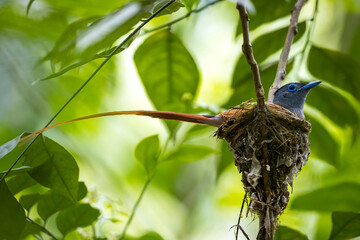 Flycatcher bird : adult male Asian paradise flycatcher (Trepsiphone paradisi) 