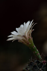 cactus flower close up