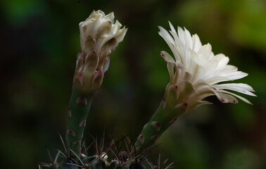 cactus flower close up