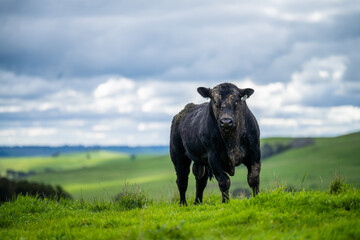 Stud beef cows and bulls grazing on green grass in Australia, breeds include speckled park, murray...