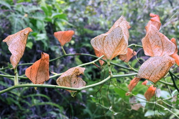 Dried leaves of Smilax china