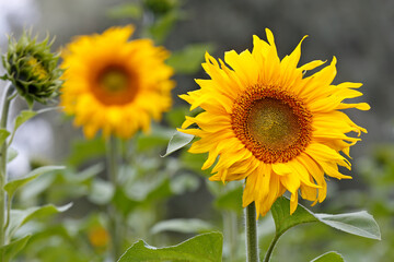 A beautiful yellow sunflower in field