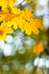 Bright yellow maple leaves. Fall season outdoor background. Colorful autumn maple leaves on a tree branch. Copy space