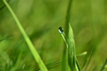 Dew drop on blade of grass against a green blurred background