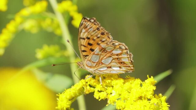 Butterfly Queen of Spain fritillary (Issoria lathonia) is a butterfly of the family Nymphalidae. These butterflies live in open areas, in dry lawns, agricultural wastelands and in extensive crops.