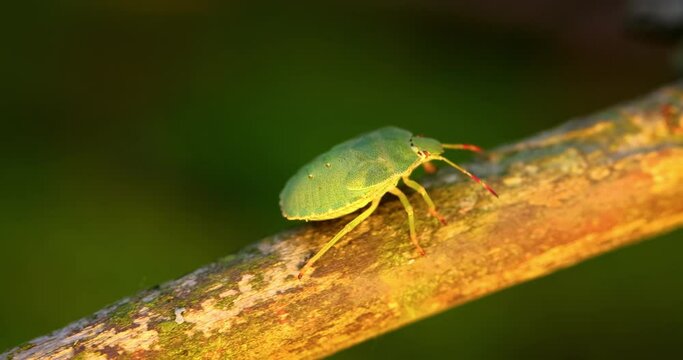Forest green shield bug (Palomena prasina) green stink bug is a species of shield bug in the family Pentatomidae, found in most of Europe. It inhabits forests, woodlands, orchards, and gardens