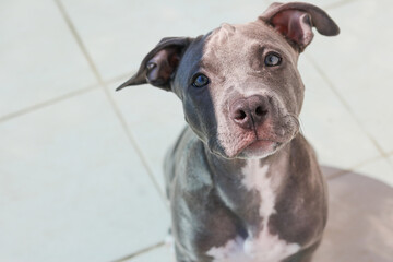 Close up of a puppy Pit Bull dog at home. Selective focus.