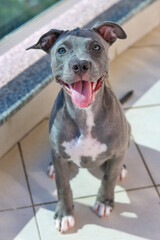 Close up of a puppy Pit Bull dog at home. Selective focus.