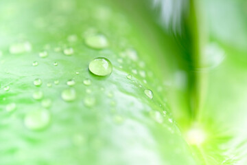 The raining season with water drop on the leaf use as natural and forest concept use as background or wallpaper