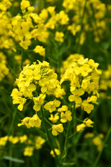 Blühender Raps