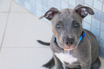 Close up of a puppy Pit Bull dog at home. Selective focus.