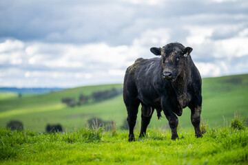 Stud Angus, murray grey and Dairy bulls and cows Eating lush green grass in Australia.