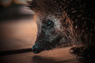 close up of a hedgehog