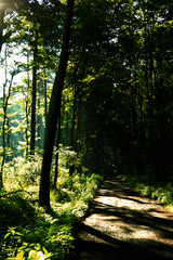 Fototapeta na wymiar leśna ścieżka 