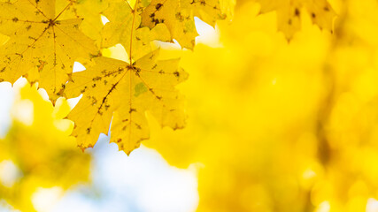 Beautiful maple leaves in autumn sunny day. Yellow leaves in autumn park on blurred background