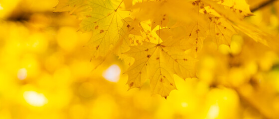 Beautiful maple leaves in autumn sunny day. Yellow leaves in autumn park on blurred background