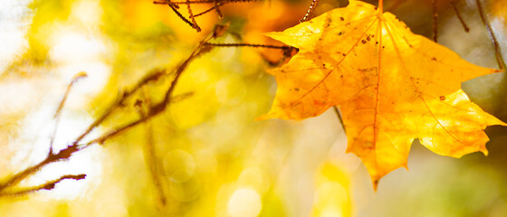 Beautiful maple leaves in autumn sunny day. Yellow leaves in autumn park on blurred background