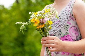 Anonymous little young girl, school age child picking, gathering flowers, fresh field herbs, plants, holding a bunch of flowers in hand, detail, hands closeup, one person. Children and nature concept