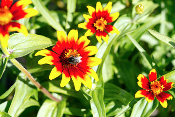 Rudbeckia hirta flowers in sunny summer day. Close up