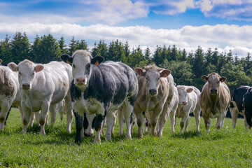 Black and white cows of the belgian white blue breed on a meadow in the Belgian Ardennes © lucia2311