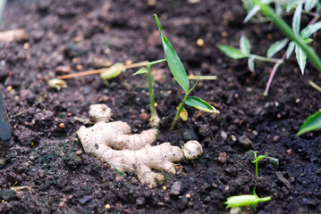 Young ginger plant growing in soil. close up