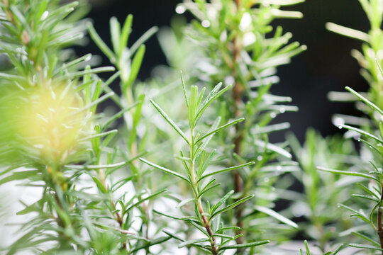 Rosemary with dark background use as healthy and ingredient concept