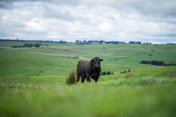 Angus, Speckled park and Murray grey, cows and bulls grazing on lush grass fed, pasture.