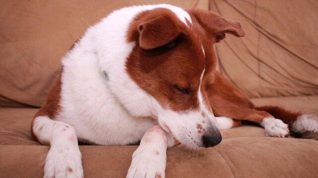 Dog Eating A Bone On The Couch