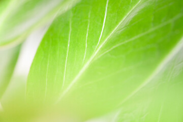 The green leaf with close up texture use as natural concept