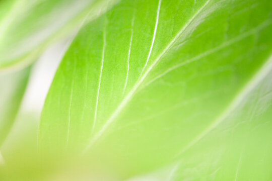 The green leaf with close up texture use as natural concept