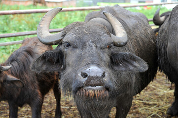 Bull buffalo with big curved horns on a buffalo farm.
