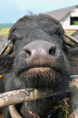 Portrait of a buffalo in corral after a meal close up. Buffalo mouth and nose.