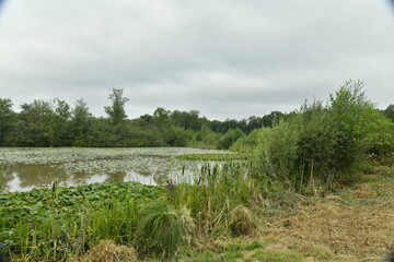 Etangs et marrais à la réserve naturelle du domaine provincial de Bokrijk au Limbourg 