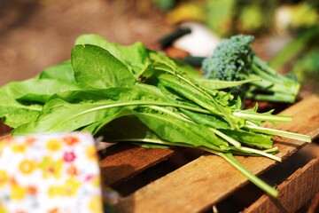 brócoli y achicoria recién cosechados en casa © Maelia Rouch