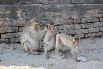 Three Monkeys in Lopburi, a province in the central region of Thailand