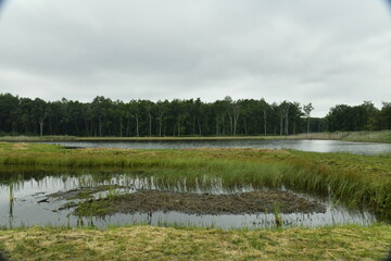 Etangs et marrais &agrave; la r&eacute;serve naturelle du domaine provincial de Bokrijk au Limbourg 