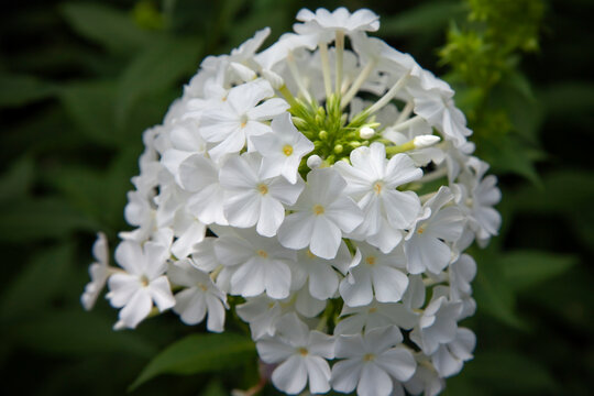 Garden Phlox paniculata, vivid summer flowers.