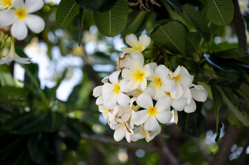 White plumeria frangipani flowers with leaves. (sensitive focus)