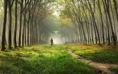 silhouette of a person walking in the woods