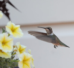 Hummingbird feeding on Petunia