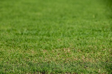 Field of fresh green grass texture as a background